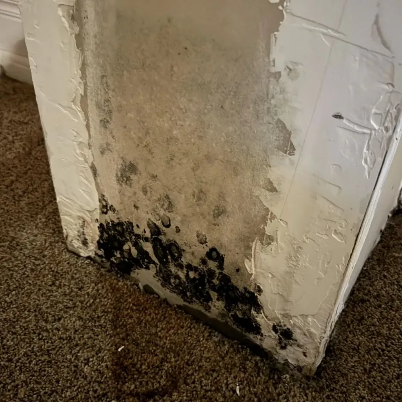 Professional Mold Removal in Braidwood, IL